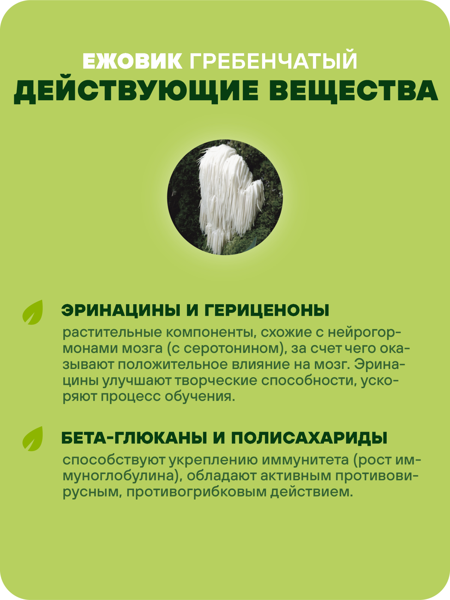 Ежовик гребенчатый